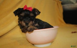 Yorkshire Terrier dogs for sale: Princess - Image 4