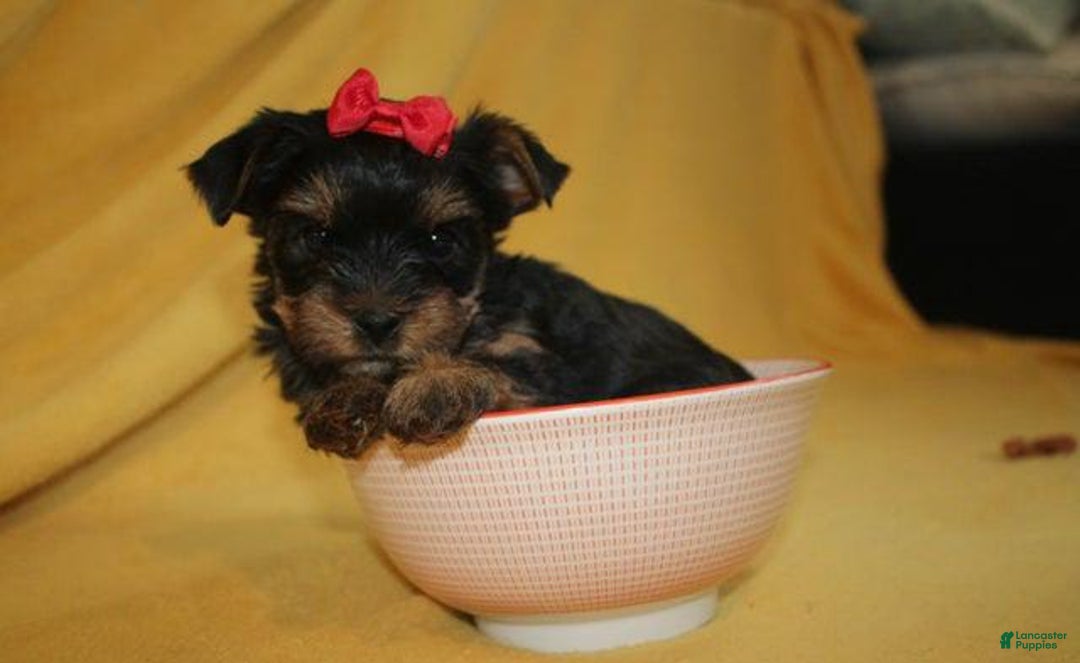 Yorkshire Terrier dogs for sale: Princess - Image 4