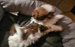 Shih Tzu dogs for sale: Not Named - Image 3