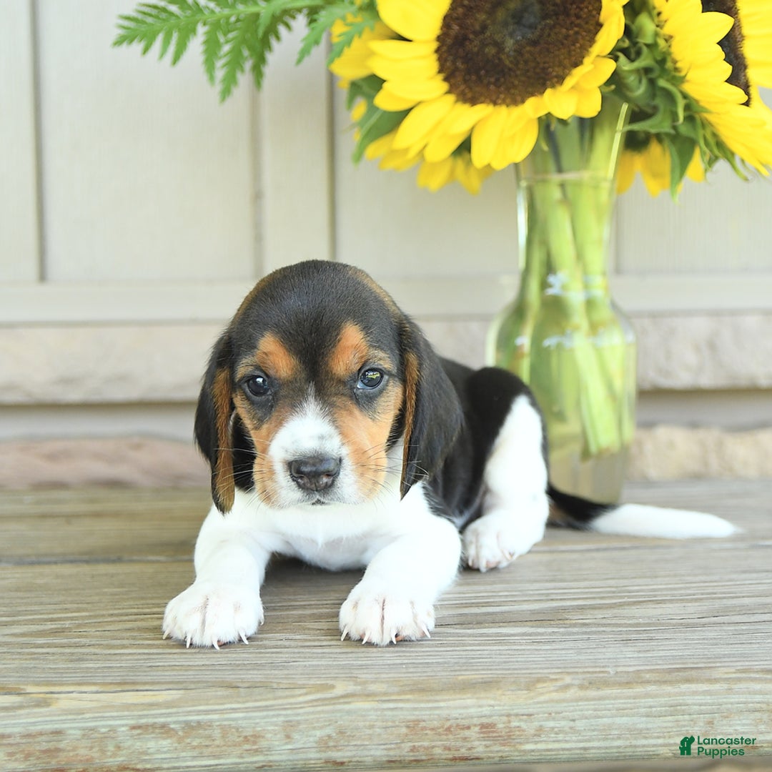 Beagle dogs for sale: Taffy - Image 2