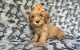 Cavapoo dogs for sale: Ziggy - Image 1