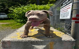 American Bully dogs for sale: Raine - Image 8