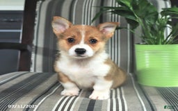 Welsh Corgi Pembroke dogs for sale: Tucker - Image 3