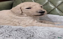 Standard Poodle dogs for sale: Biscuit - Image 4