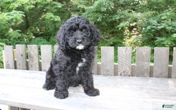 Mini Goldendoodle dogs for sale: Keith - Image 8