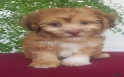 Shihpoo dogs for sale: Josey - Image 2