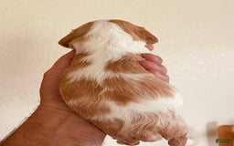 Cavalier King Charles Spaniel dogs for sale: Blenheim Boy - Image 10