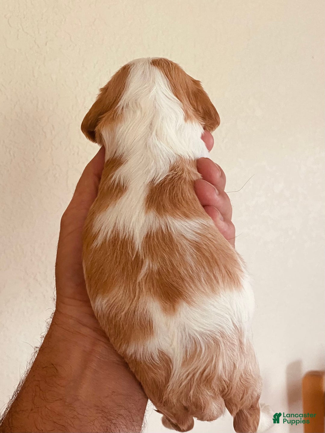 Cavalier King Charles Spaniel dogs for sale: Blenheim Boy - Image 10