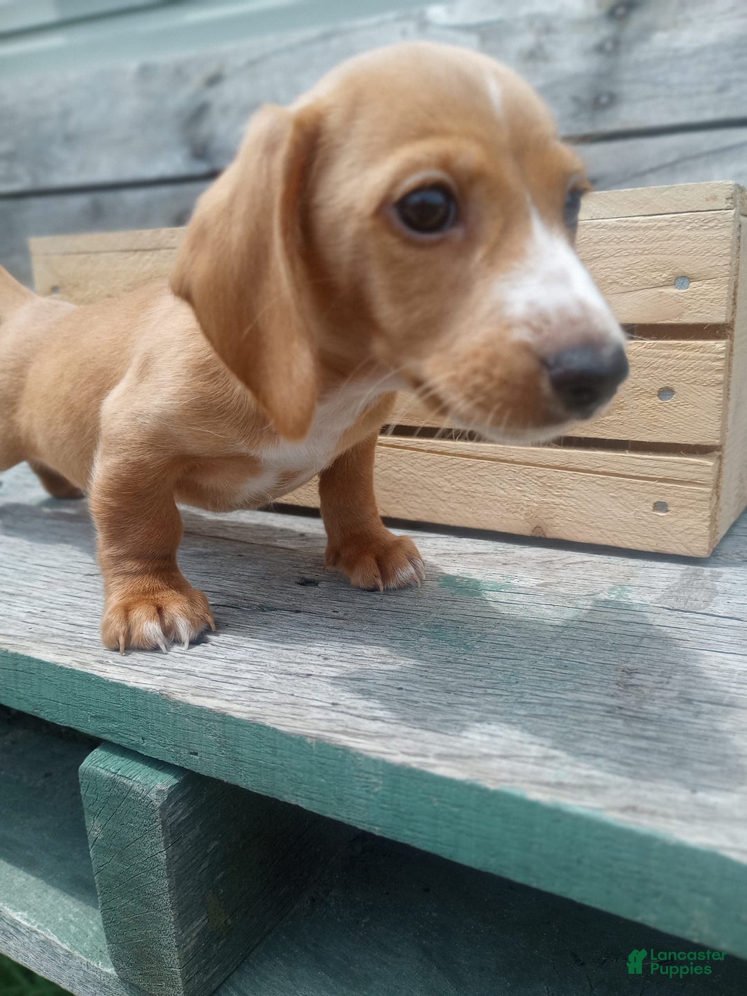 Miniature Dachshund dogs for sale: Elmer - Image 13
