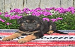 German Shepherd dogs for sale: Kelsey - Image 5