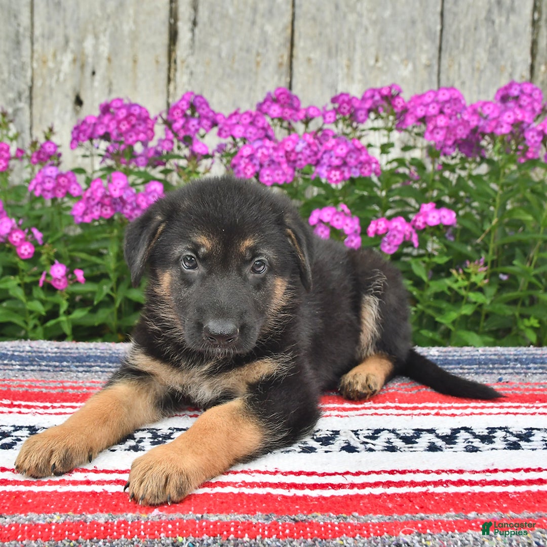 German Shepherd dogs for sale: Kelsey - Image 5