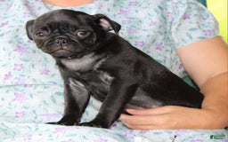 Pug dogs for sale: Gracie - Image 4