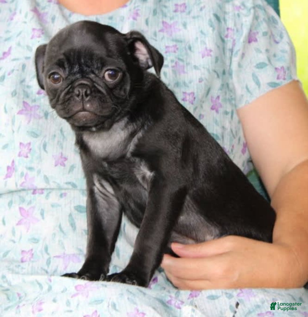 Pug dogs for sale: Gracie - Image 4
