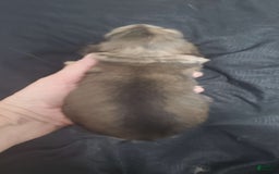 Miniature Dachshund dogs for sale: Karl - Image 1