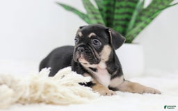 French Bulldog dogs for sale: Huck - Image 6