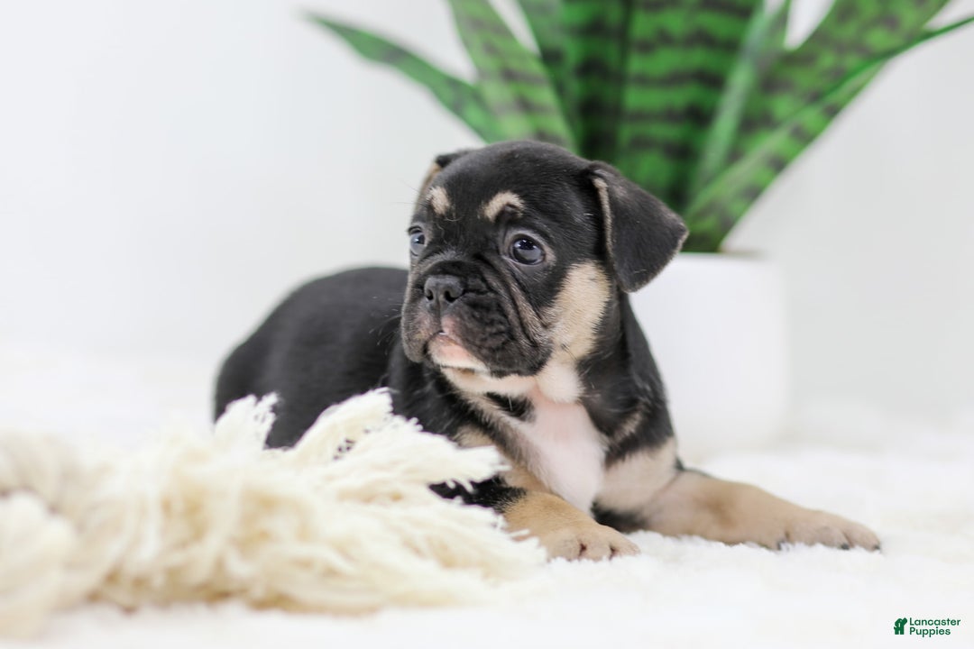 French Bulldog dogs for sale: Huck - Image 6