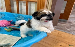 Havanese dogs for sale: Jesse - Image 14