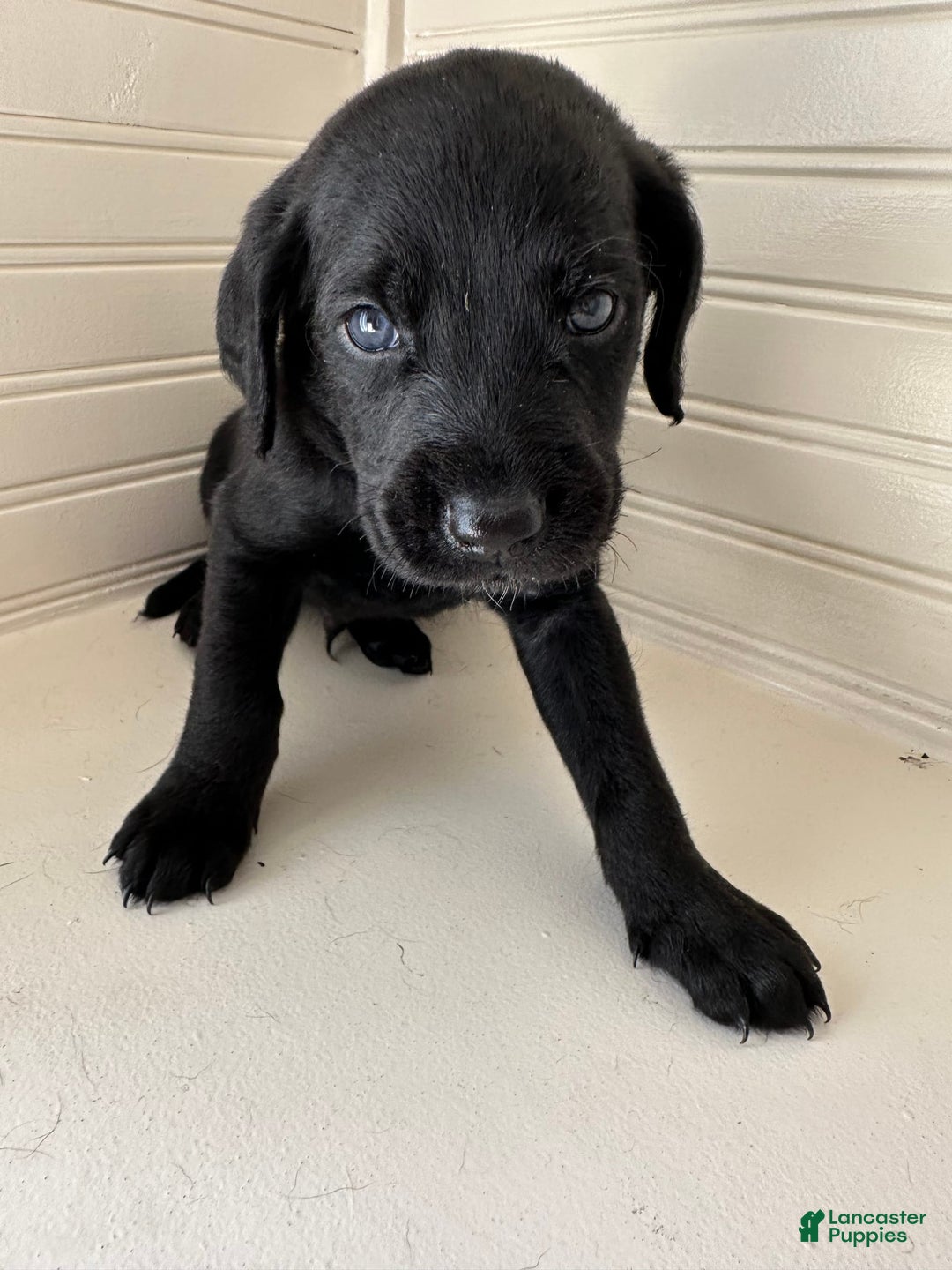 Cane Corso dogs for sale: Jack - Image 2