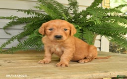 Golden Retriever dogs for sale: Marty - Image 4
