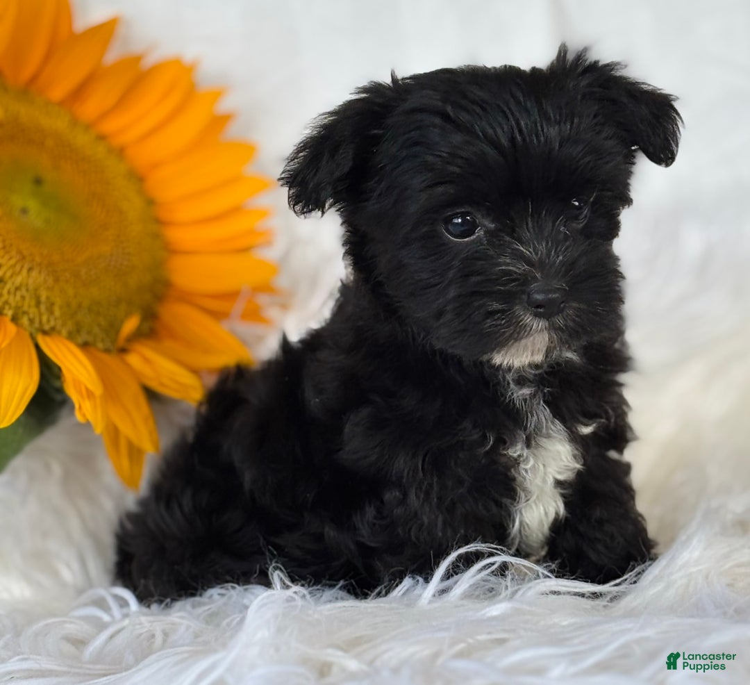 Morkie dogs for sale: LOGAN - Image 6