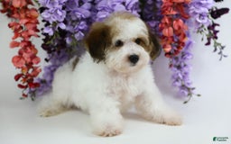 Yorkiepoo dogs for sale: Leo - Image 13