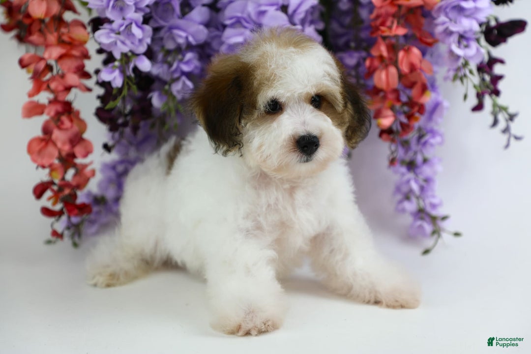 Yorkiepoo dogs for sale: Leo - Image 13