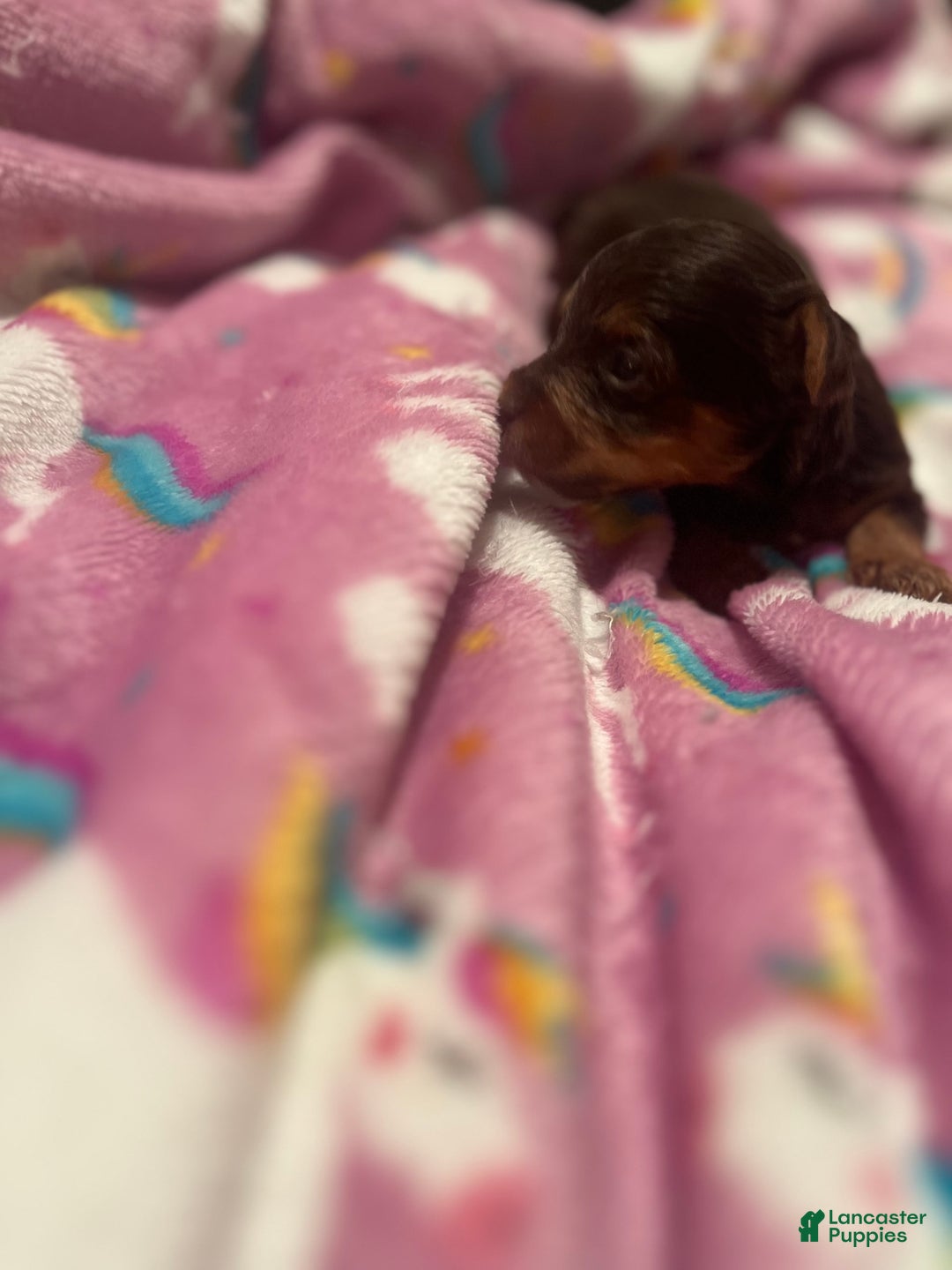Yorkiepoo dogs for sale: Mocha - Image 7