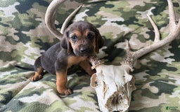 Bloodhound dogs for sale: Prissy - Image 1