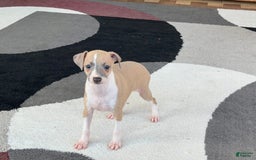Italian Greyhound dogs for sale: Trina - Image 13