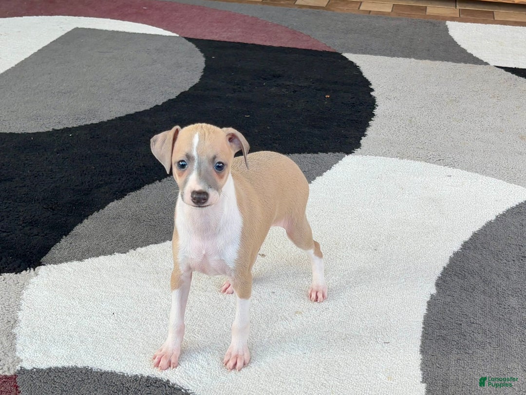 Italian Greyhound dogs for sale: Trina - Image 13