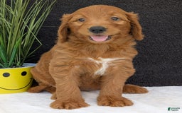 Goldendoodle dogs for sale: Emmie - Image 13