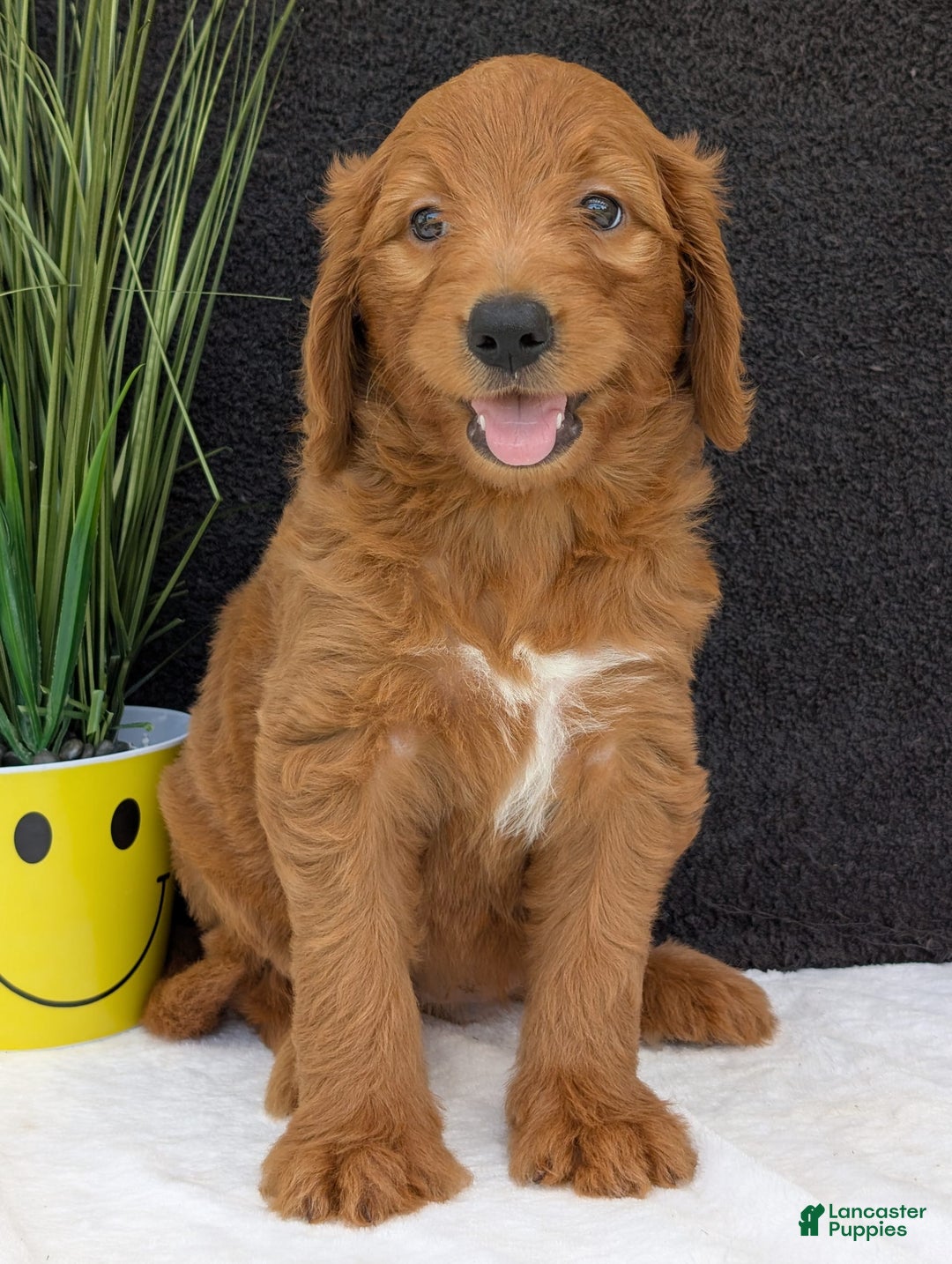 Goldendoodle dogs for sale: Emmie - Image 13
