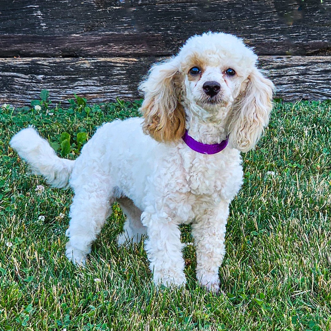 Miniature Poodle dogs for sale: Prilla - Image 5