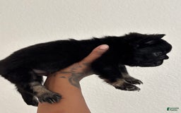 French Bulldog dogs for sale: Tank - Image 1