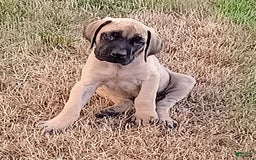 English Mastiff dogs for sale: Dark Green/red Boy  💚 ❤️ - Image 6