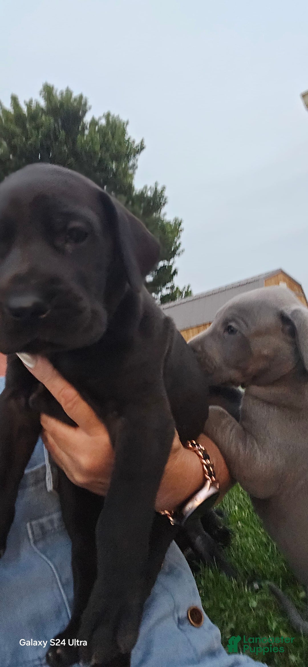 Great Dane dogs for sale: Onyx - Image 14