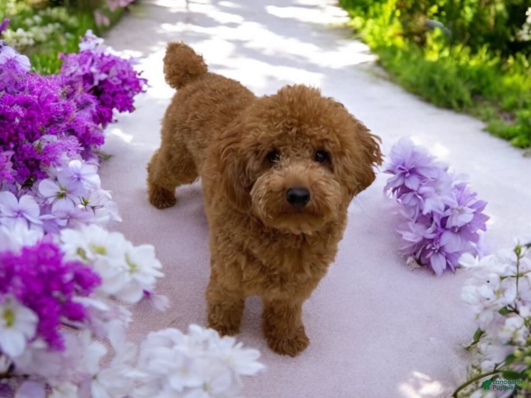 Cavapoo dogs for sale: Phoenix - Image 70
