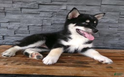 Pomsky dogs for sale: Sammy - Image 17