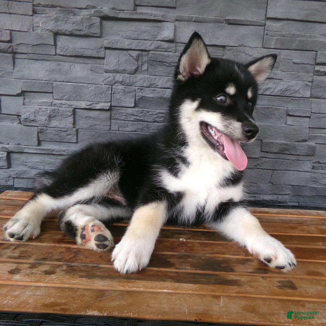 Pomsky dogs for sale: Sammy - Image 17
