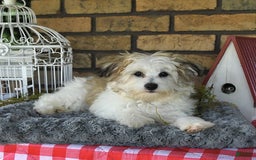 Havapoo dogs for sale: Toby - Image 11