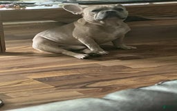 French Bulldog dogs for sale: Sosa - Image 5
