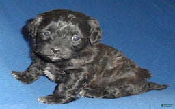 Shihpoo dogs for sale: Toby - Image 8