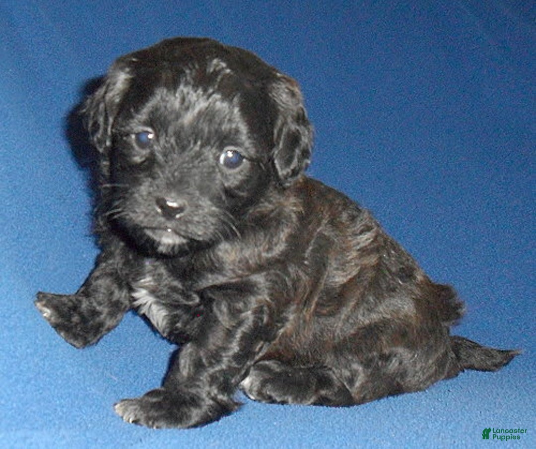 Shihpoo dogs for sale: Toby - Image 8