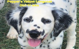 Dalmatian dogs for sale: Peppers Yellow Girl - Image 7