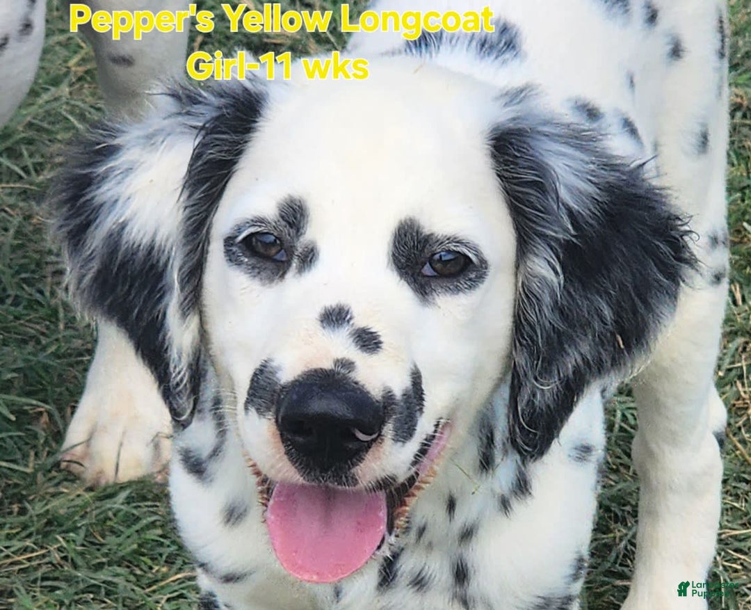 Dalmatian dogs for sale: Peppers Yellow Girl - Image 7