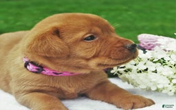 Labrador Retriever dogs for sale: Amber Skye - Image 3