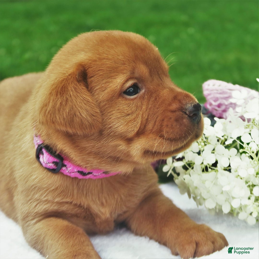 Labrador Retriever dogs for sale: Amber Skye - Image 3