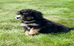 Mini Bernedoodle dogs for sale: Reno - Image 2