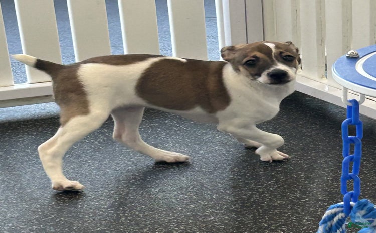 Toy Fox Terrier dogs - Advert 4