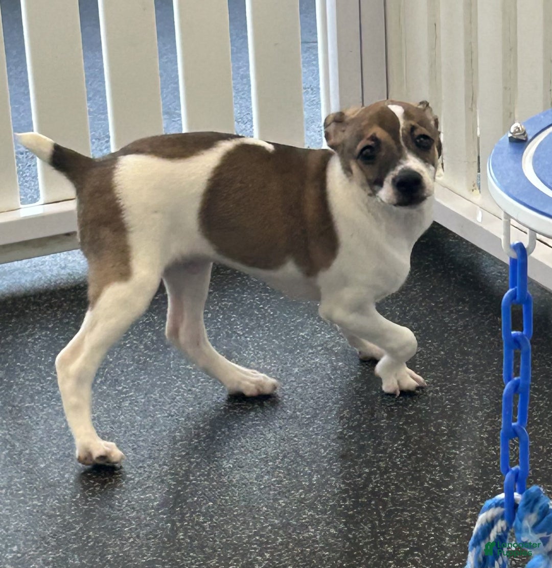 Toy Fox Terrier dogs for sale: Cooper - Image 1